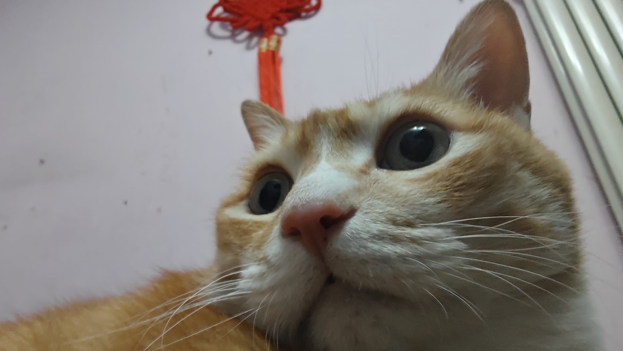 早上好🐈！-希珩则汐の博客