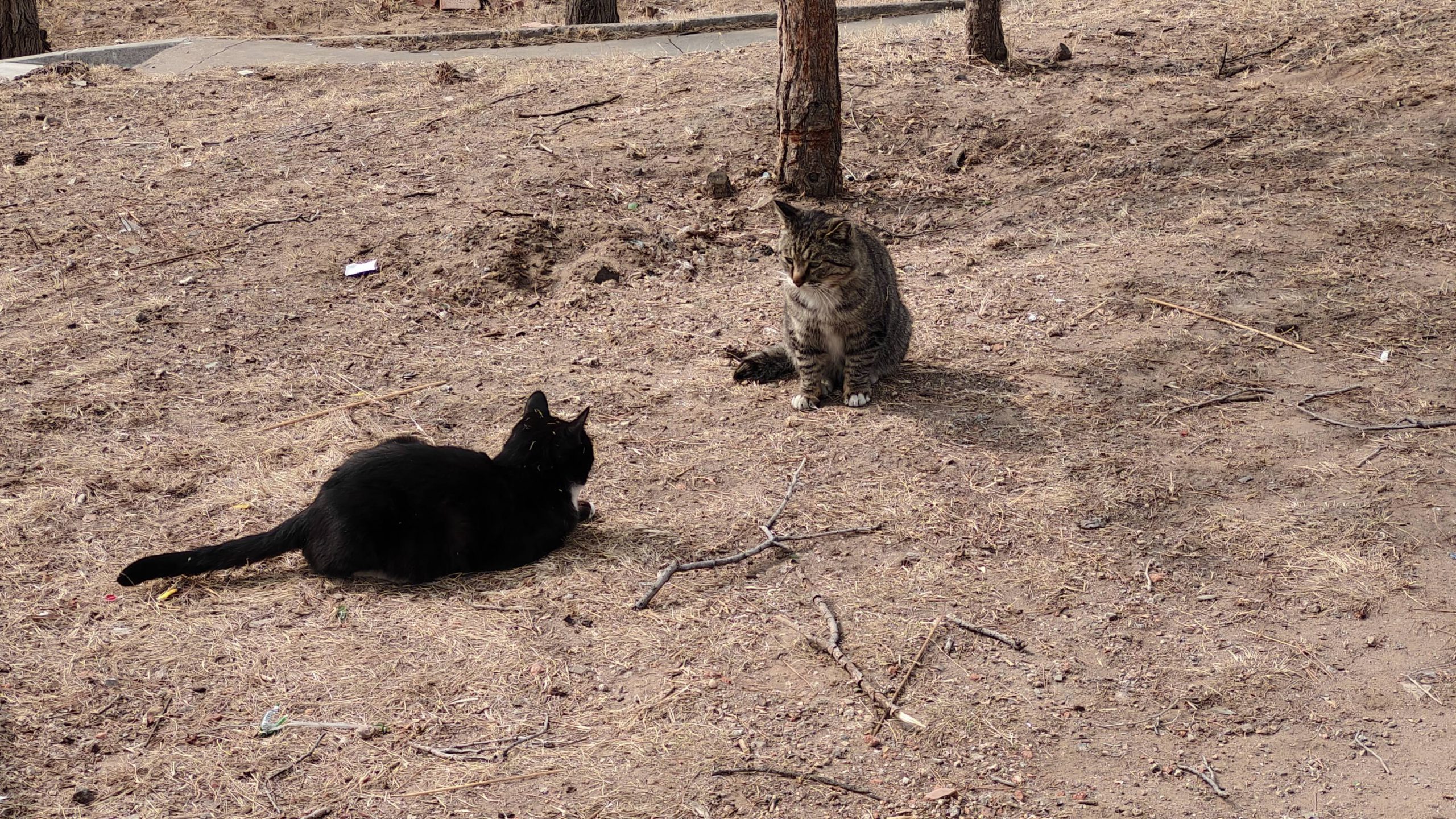 给你们看猫！-希珩则汐の博客